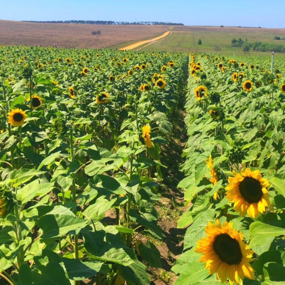 Meet your Posher, Marissa